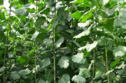 赤峰回收樹(shù)苗的地方電話號(hào)碼