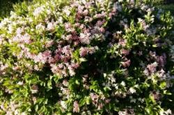 赤峰市錫箔河社區(qū)電話號(hào)碼