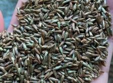 赤峰豐田種子公司電話號碼