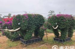 赤峰電子花籃批發(fā)基地電話號碼