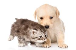 赤峰小貓小狗公司地址電話號(hào)碼