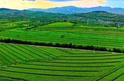 赤峰水稻苗購(gòu)買電話號(hào)碼查詢