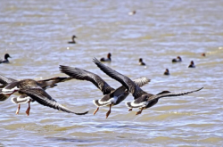 赤峰蒙帝汽貿(mào)電話(huà)號(hào)碼查詢(xún)