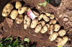 內(nèi)蒙赤峰土豆經(jīng)銷(xiāo)商電話(huà)號(hào)碼