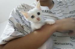 赤峰市小貓領(lǐng)養(yǎng)中心電話號碼