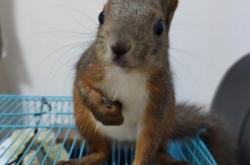 赤峰市貓咪出售群電話號(hào)碼