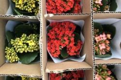 赤峰花卉買賣市場地址電話號碼