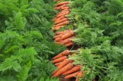 赤峰小蘿卜露營地電話