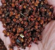 赤峰沙棘果收購廠家電話號(hào)碼