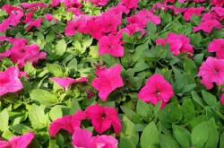 赤峰矮牽牛苗商家電話號碼