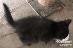 赤峰救助貓咪電話地址是多少號(hào)