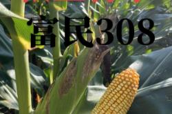 赤峰玉米大棒專賣店電話號碼