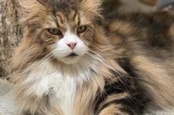 赤峰夢(mèng)幻貓寵物店電話號(hào)碼