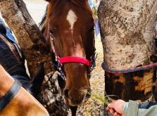 敖漢去赤峰拼車電話號碼