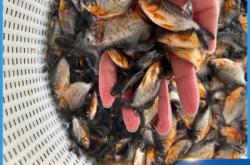 赤峰魚苗飼料廠家電話號碼