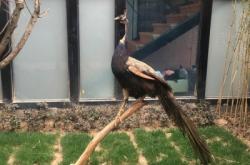 赤峰動物餐廳電話多少號碼