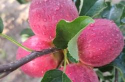 赤峰出售土狗電話號碼查詢地址