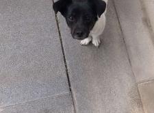 赤峰土狗售賣地點電話號碼查詢