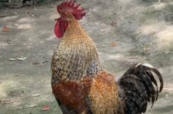 赤峰雨潤散養(yǎng)公雞基地電話號碼