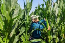 赤峰陳玉米收購(gòu)商電話地址查詢