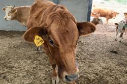 赤峰狗狗牽引車出租電話號碼