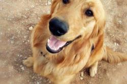 赤峰小體狗舍電話號(hào)碼查詢