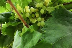 赤峰浩森采摘園地址電話號(hào)碼