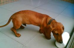 赤峰寵物店臘腸犬電話號碼