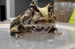 赤峰賣角蛙的地方電話號碼