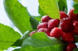 赤峰紅山區(qū)配送水果電話號碼