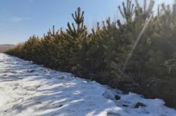 赤峰求購樟子松樹電話號碼多少