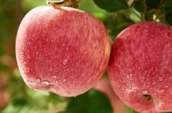 赤峰糖心蘋果采摘園電話號碼