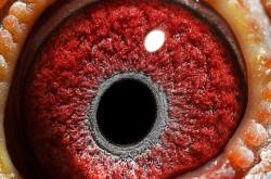 赤峰孫國林鴿舍電話號碼