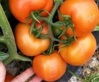 赤峰番茄苗場地址電話號碼