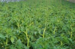 赤峰寧城觀光采摘園電話號碼