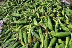 赤峰甜玉米招商電話是多少號(hào)