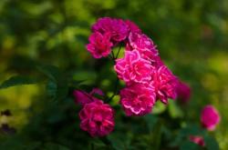 赤峰文忠花卉市場電話號碼