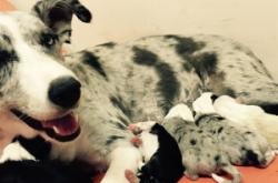 赤峰邊境牧羊犬出售電話號碼