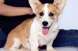 赤峰柯基繁殖中心電話號(hào)碼