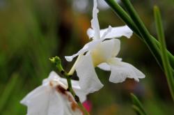 赤峰蘭花地膜經(jīng)銷(xiāo)商電話號(hào)碼