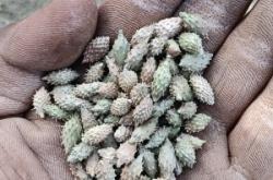 赤峰蒼耳收購電話地址是多少號(hào)