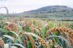 赤峰平莊徐家大棚電話地址查詢