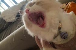 赤峰大臉貓生活館電話號(hào)碼