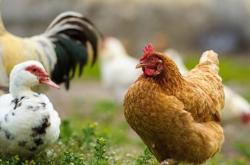 赤峰自家散養(yǎng)雞場(chǎng)電話號(hào)碼