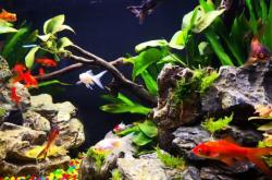 赤峰摩爾城水族館電話號(hào)碼