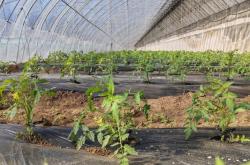 赤峰市蔬菜大棚基地