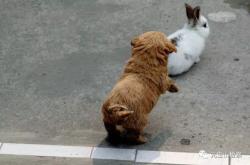 赤峰兔子養(yǎng)殖場電話地址查詢