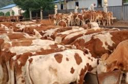 赤峰沃金養(yǎng)牛廠電話號(hào)碼