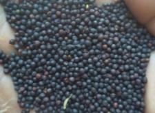 赤峰菜籽批發(fā)市場