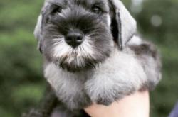 赤峰正規(guī)狗舍電話號(hào)碼多少